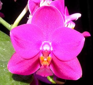 Phalaenopsis Emily Grimball