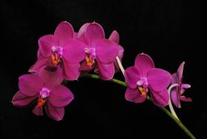 Phalaenopsis Emily Grimball