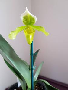 Paphiopedilum Crossianum