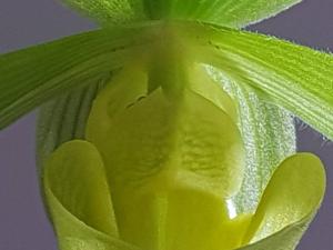 Paphiopedilum Crossianum