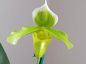 Paphiopedilum Crossianum