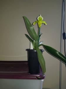 Paphiopedilum Crossianum