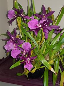 Miltonia peetersiana