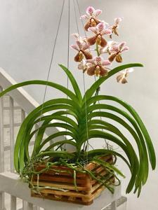 Vanda Tatzeri