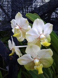 Vanda Poy Thong