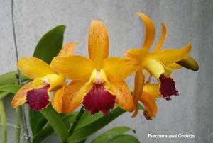 Cattlianthe Petcharatana Deluxe