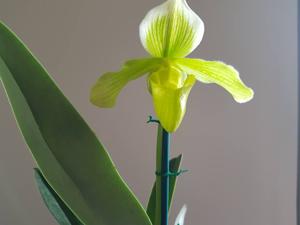 Paphiopedilum Crossianum