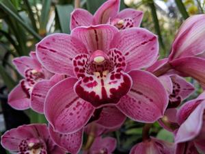 Cymbidium Finger of Suspicion