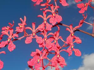 <i>Renanthera</i> Lachrima Christi