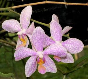 Phalaenopsis Pulamab