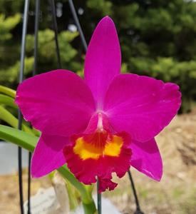 Rhyncholaeliocattleya Hsinying Dream