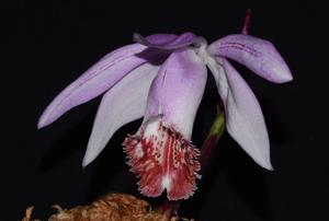 Pleione Santorini