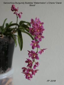 Sarcochilus Sharaz