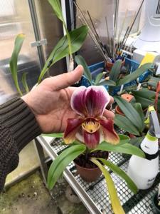 Paphiopedilum Winchilla