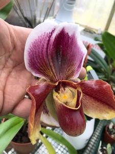 Paphiopedilum Winchilla