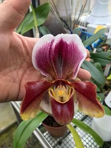 Paphiopedilum Winchilla