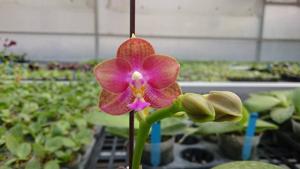 Phalaenopsis Zheng Min Warrior