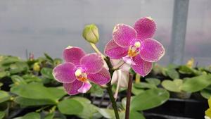 Phalaenopsis Zheng Min Warrior