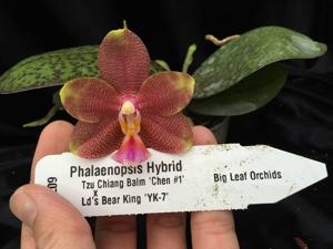 Phalaenopsis Zheng Min Warrior