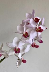 Rhynchanthe Kauhana