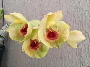 Catasetum Orchidglade