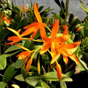 Cattlianthe Blazing Treat