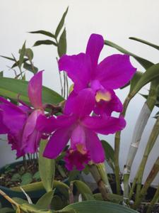 Cattlianthe Porcia