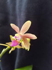 Phalaenopsis Claudio Nardotto
