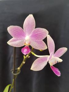 Phalaenopsis Hiroshima Tetratris