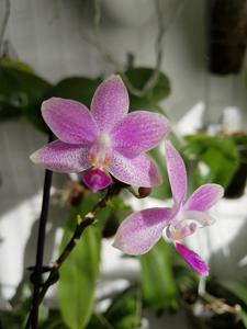 Phalaenopsis Hiroshima Tetratris