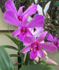 Dendrobium Lim Chong Min