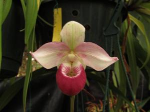 Phragmipedium Cardinale