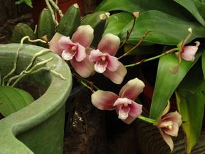 Lycaste Tinette