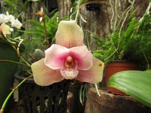 Lycaste Tinette