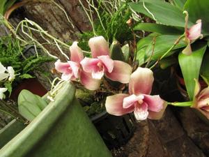 Lycaste Tinette