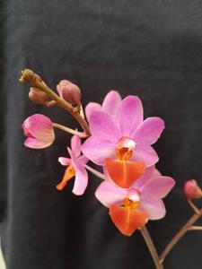 Phalaenopsis Liu's Triprince