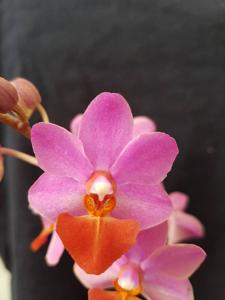 Phalaenopsis Liu's Triprince