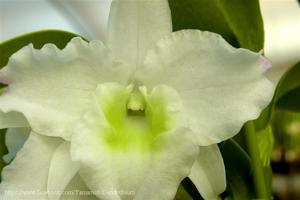 Dendrobium Spring Dream