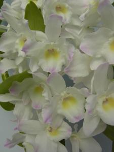 Dendrobium Spring Dream