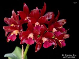 Cattlianthe Chocolate Drop