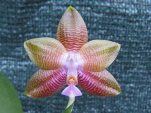 Phalaenopsis Josephine Cagas Ramon