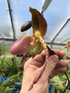 Paphiopedilum Cloud's Abducted Mockingbird