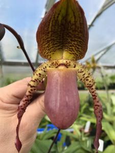 Paphiopedilum Cloud's Abducted Mockingbird