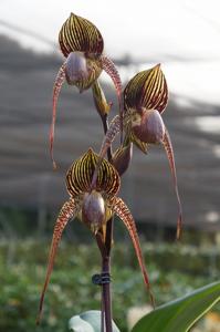 Paphiopedilum Wössner Black Wings