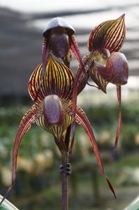 Paphiopedilum Wössner Black Wings