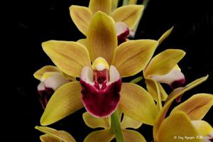 Cymbidium Memoria Amelia Earhart