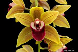 Cymbidium Memoria Amelia Earhart