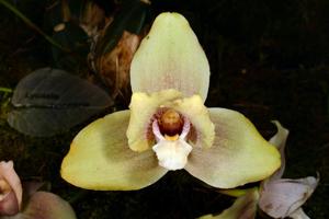 Lycaste Imschootiana