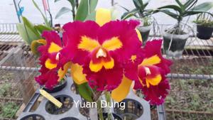 Rhyncholaeliocattleya Chunfong Queen