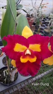 Rhyncholaeliocattleya Chunfong Queen